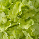 Snowball Flower Bouquet (36pcs) Hydrangeas