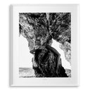Gray Somersault Art Print  Surrender