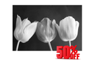 Spring Canva (Open Box)