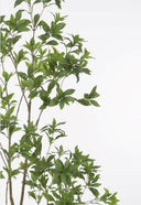 Japonica Tree
