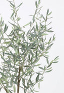 Olive Tree