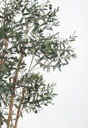 Olive Tree XL