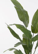Strelitzia
