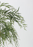 Willow Tree