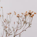 IN THE DETAILS I BY ANNIE SPRATT