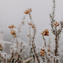 IN THE DETAILS II BY ANNIE SPRATT