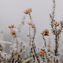 IN THE DETAILS II BY ANNIE SPRATT