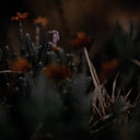 FIRST BLOOM BY ANNIE SPRATT