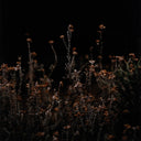 ESCAPE I BY ANNIE SPRATT