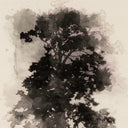 TREE SKETCH I BY COUP D'ESPRIT