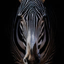 ZEBRA STARE BY GETTY IMAGES