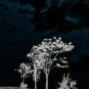 THERE'S A LACK OF COLOR HERE BY GETTY IMAGES
