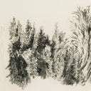 TREE SKETCH BY DAN HOBDAY