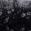FLORAL FILM II BY ANNIE SPRATT