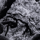 TREE GAZE IV BY COUP D'ESPRIT