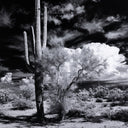 SONORAN DESERT BY GETTY IMAGES