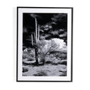 SONORAN DESERT BY GETTY IMAGES