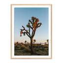 CAMP SUNRISE/JOSHUA TREE BY WESLEY AND EMMA TEAGUE