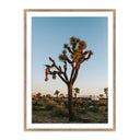 CAMP SUNRISE/JOSHUA TREE BY WESLEY AND EMMA TEAGUE