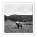 HIGHLANDER / ELK, CA BY WESLEY AND EMMA TEAGUE