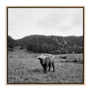 HIGHLANDER / ELK, CA BY WESLEY AND EMMA TEAGUE