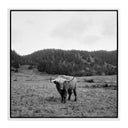 HIGHLANDER / ELK, CA BY WESLEY AND EMMA TEAGUE
