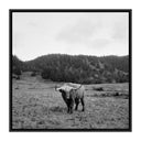 HIGHLANDER / ELK, CA BY WESLEY AND EMMA TEAGUE