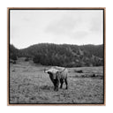 HIGHLANDER / ELK, CA BY WESLEY AND EMMA TEAGUE