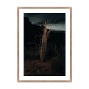 OCOTILLO II BY MANDY STEINBACK