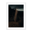 OCOTILLO II BY MANDY STEINBACK
