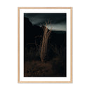 OCOTILLO II BY MANDY STEINBACK