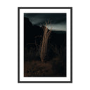 OCOTILLO II BY MANDY STEINBACK