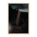 OCOTILLO II BY MANDY STEINBACK