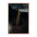 OCOTILLO II BY MANDY STEINBACK