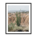 OCOTILLO BY MANDY STEINBACK