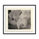 ORCHIDS BY PLATINUM REVIVAL