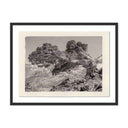 JUNIPER GAMPI BY PLATINUM REVIVAL