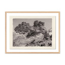 JUNIPER GAMPI BY PLATINUM REVIVAL