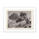 JUNIPER GAMPI BY PLATINUM REVIVAL