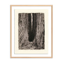 REDWOODS MAGICAL PORTAL BY PLATINUM REVIVAL