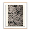 FERN BY PLATINUM REVIVAL