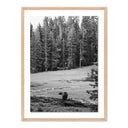 Don't Feed The Bears By Wesley And Emma Teague