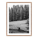 Don't Feed The Bears By Wesley And Emma Teague