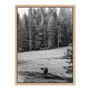 Don't Feed The Bears By Wesley And Emma Teague