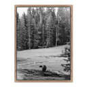 Don't Feed The Bears By Wesley And Emma Teague