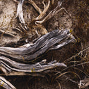 Bough By Shade Degges