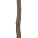 Faux Aralia Tree