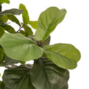 Faux Fiddle Leaf Tree