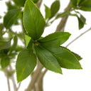 Faux Pieris Tree