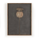 Poppy Noche By Paul Meyer